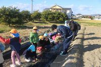 玉ねぎの植え付け体験